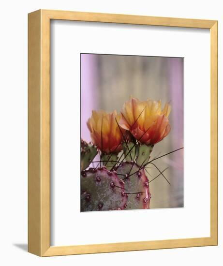 Flower, Tucson Botanical Gardens, Arizona, USA-Merrill Images-Framed Photographic Print