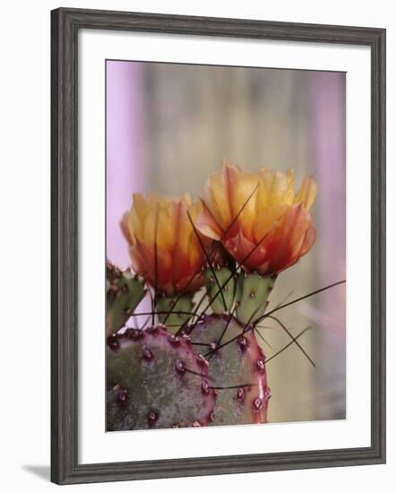 Flower, Tucson Botanical Gardens, Arizona, USA-Merrill Images-Framed Photographic Print