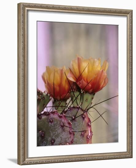 Flower, Tucson Botanical Gardens, Arizona, USA-Merrill Images-Framed Photographic Print