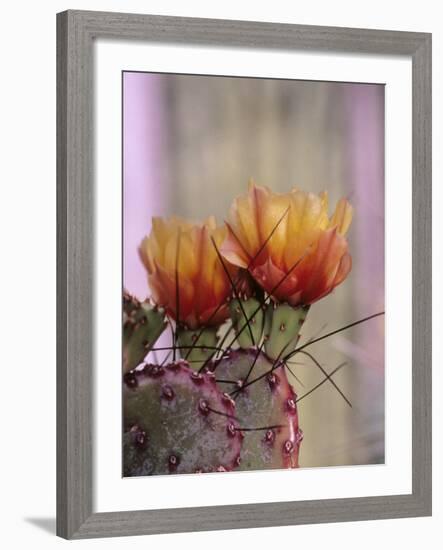 Flower, Tucson Botanical Gardens, Arizona, USA-Merrill Images-Framed Photographic Print