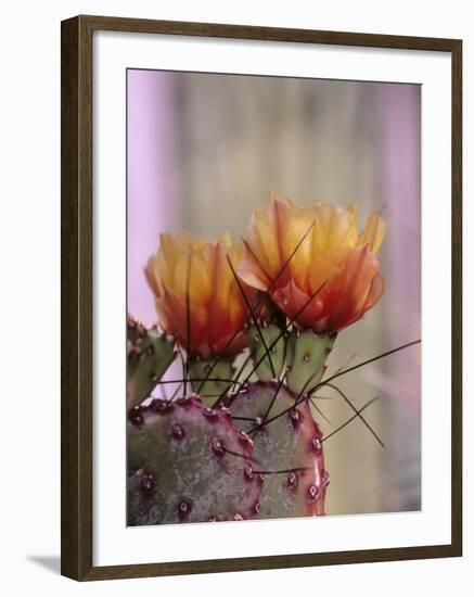 Flower, Tucson Botanical Gardens, Arizona, USA-Merrill Images-Framed Photographic Print