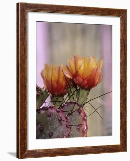 Flower, Tucson Botanical Gardens, Arizona, USA-Merrill Images-Framed Photographic Print