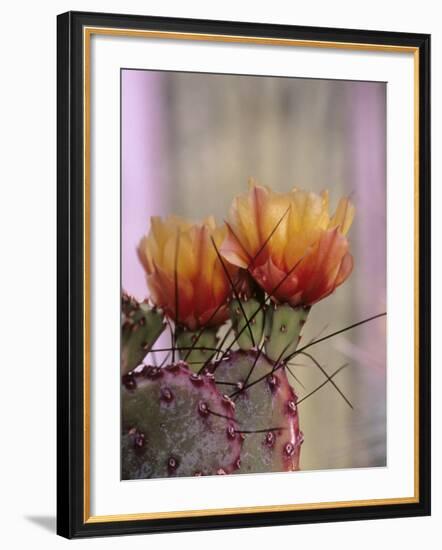 Flower, Tucson Botanical Gardens, Arizona, USA-Merrill Images-Framed Photographic Print