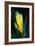 Flower Unkown 5-Rabi Khan-Framed Art Print