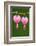 Flower, Watery Heart, Dicentra Spectabilis, Detail, Blooms-Herbert Kehrer-Framed Photographic Print