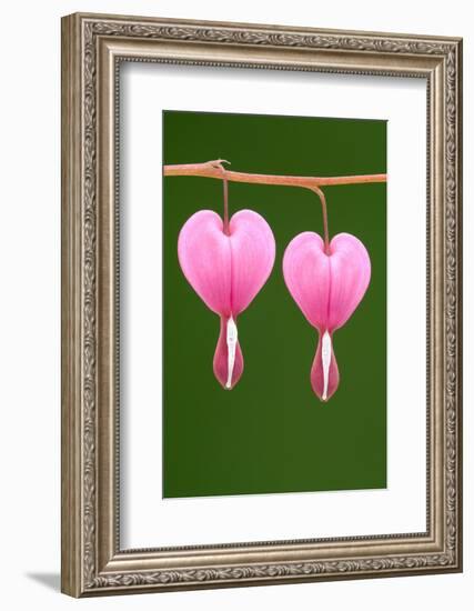 Flower, Watery Heart, Dicentra Spectabilis, Detail, Blooms-Herbert Kehrer-Framed Photographic Print