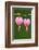 Flower, Watery Heart, Dicentra Spectabilis, Detail, Blooms-Herbert Kehrer-Framed Photographic Print