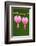 Flower, Watery Heart, Dicentra Spectabilis, Detail, Blooms-Herbert Kehrer-Framed Photographic Print