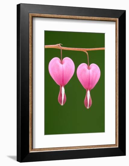 Flower, Watery Heart, Dicentra Spectabilis, Detail, Blooms-Herbert Kehrer-Framed Photographic Print