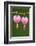 Flower, Watery Heart, Dicentra Spectabilis, Detail, Blooms-Herbert Kehrer-Framed Photographic Print