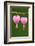 Flower, Watery Heart, Dicentra Spectabilis, Detail, Blooms-Herbert Kehrer-Framed Photographic Print