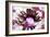 Flower XIV-Fernando Palma-Framed Giclee Print