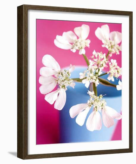 Flower-Amelie Vuillon-Framed Art Print