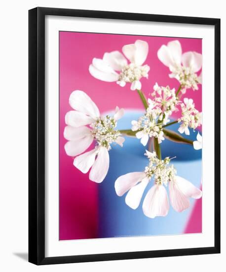 Flower-Amelie Vuillon-Framed Art Print