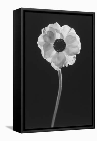 Flower-Graeme Harris-Framed Premier Image Canvas