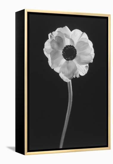 Flower-Graeme Harris-Framed Premier Image Canvas