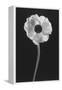 Flower-Graeme Harris-Framed Premier Image Canvas