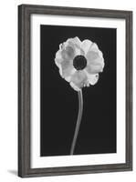 Flower-Graeme Harris-Framed Photographic Print