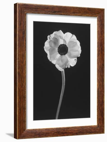 Flower-Graeme Harris-Framed Photographic Print