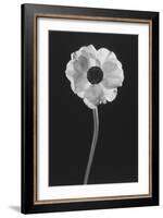 Flower-Graeme Harris-Framed Photographic Print