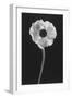 Flower-Graeme Harris-Framed Photographic Print