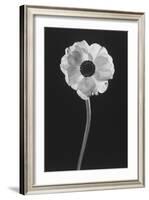Flower-Graeme Harris-Framed Photographic Print