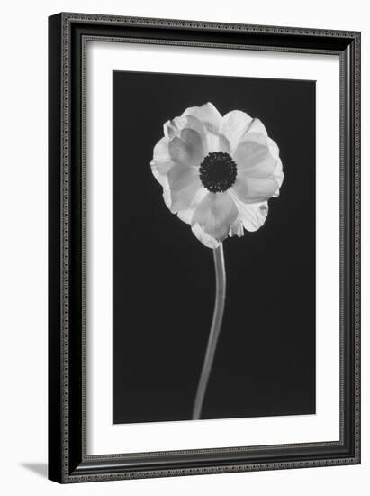 Flower-Graeme Harris-Framed Photographic Print