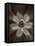 Flower-Graeme Harris-Framed Premier Image Canvas