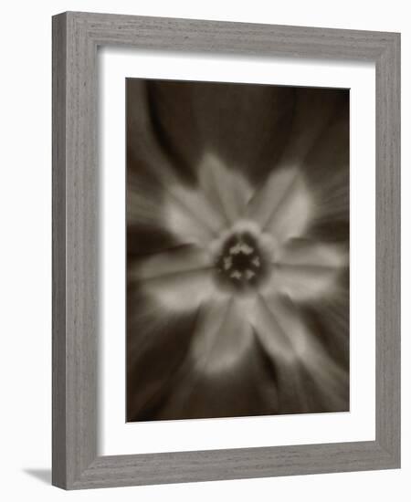 Flower-Graeme Harris-Framed Photographic Print