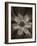 Flower-Graeme Harris-Framed Photographic Print