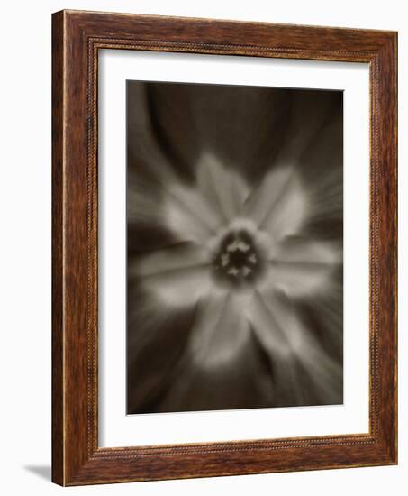 Flower-Graeme Harris-Framed Photographic Print