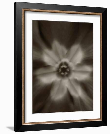 Flower-Graeme Harris-Framed Photographic Print