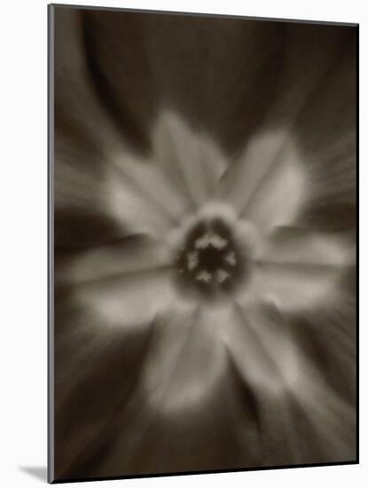 Flower-Graeme Harris-Mounted Photographic Print