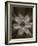 Flower-Graeme Harris-Framed Photographic Print