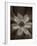 Flower-Graeme Harris-Framed Photographic Print