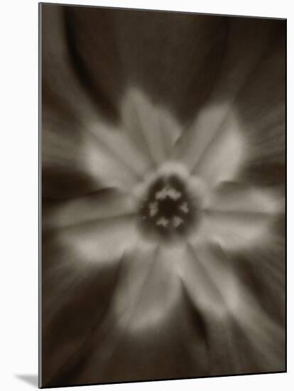 Flower-Graeme Harris-Mounted Photographic Print