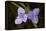 Flower-Gordon Semmens-Framed Premier Image Canvas