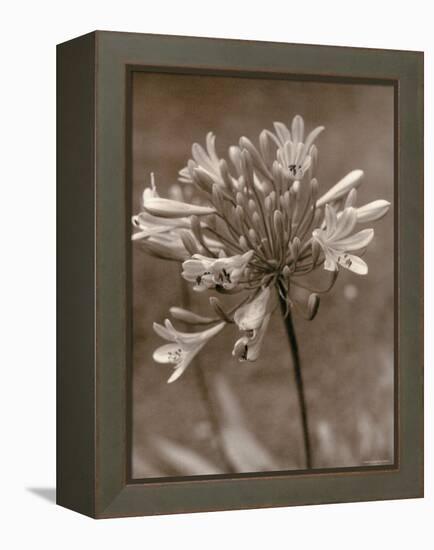 Flower-Monika Brand-Framed Premier Image Canvas