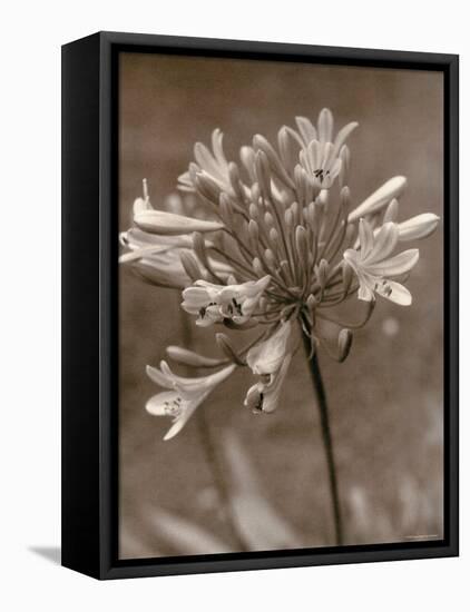 Flower-Monika Brand-Framed Premier Image Canvas