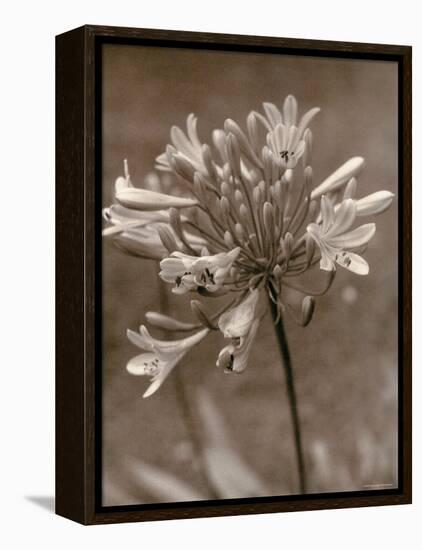 Flower-Monika Brand-Framed Premier Image Canvas