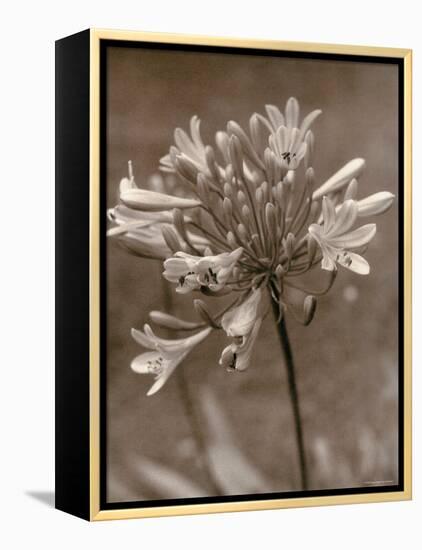 Flower-Monika Brand-Framed Premier Image Canvas