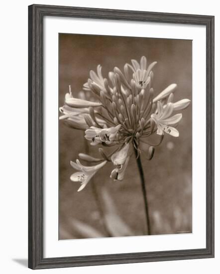 Flower-Monika Brand-Framed Photographic Print