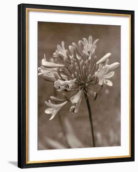 Flower-Monika Brand-Framed Photographic Print