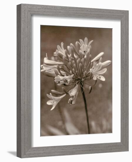 Flower-Monika Brand-Framed Photographic Print