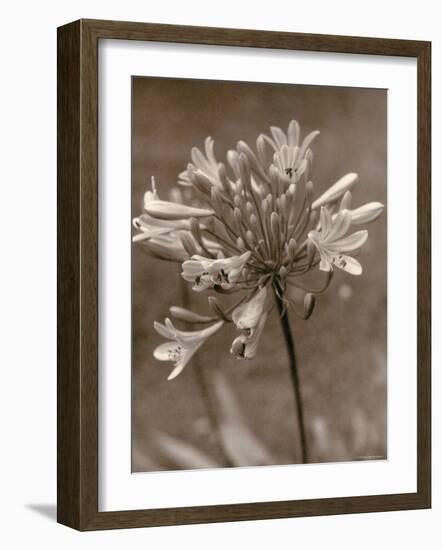 Flower-Monika Brand-Framed Photographic Print