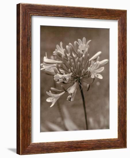 Flower-Monika Brand-Framed Photographic Print