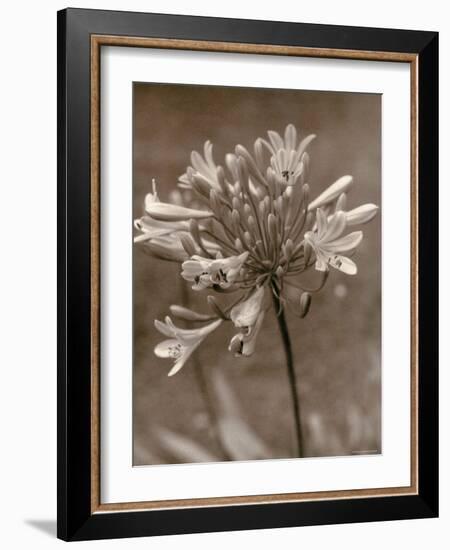 Flower-Monika Brand-Framed Photographic Print