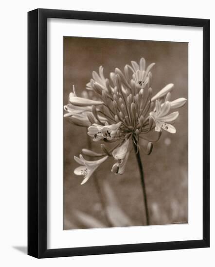 Flower-Monika Brand-Framed Photographic Print