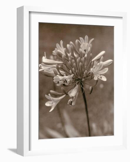 Flower-Monika Brand-Framed Photographic Print