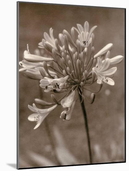 Flower-Monika Brand-Mounted Photographic Print